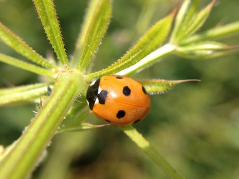Ladybird on a plant