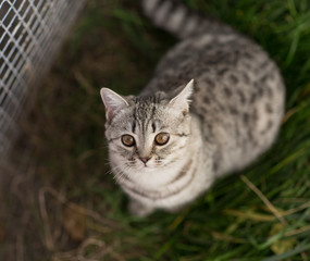 Scottish kitten looking up
