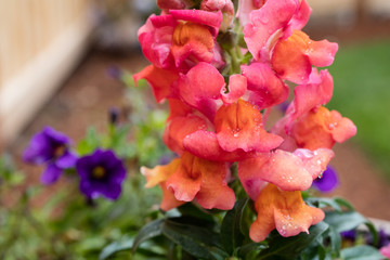 Snapdragon