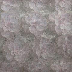 Fototapeta premium succulent