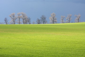 trees, sky and bright green field