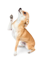 Small chihuahua dog - obrazy, fototapety, plakaty