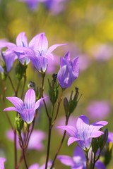 Campanula latifolia in the meadow