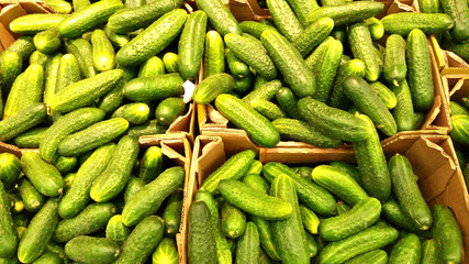Appetizing fruit fresh green cucumber on the counter in the store