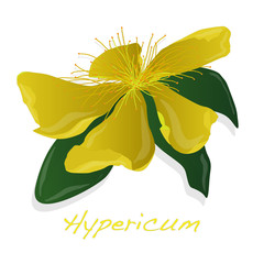 Hypericum flower