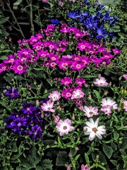 Obraz premium Cineraria flowers