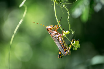 El saltamontes está colgado de una ramita.
