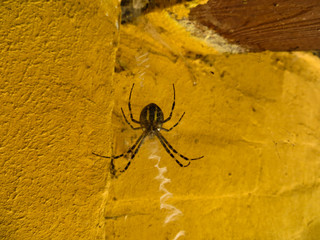 Wasp spider (argiope bruennichi)