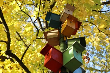 Autumn background  and fall of the colorfull leaves. Sanny day