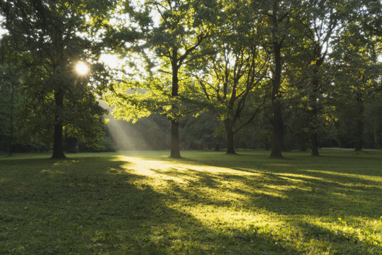 Fototapeta Morning in the Park, soft focus.
