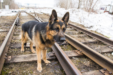 German shepherd dog is guarding an important object