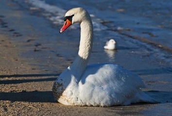 Łabędź biały na plaży w Świnoujściu  © Pawel Gruntowicz