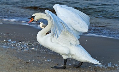 Łabędź nad morzem bałtyckim w Świnoujściu  © Pawel Gruntowicz