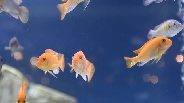 Yellow fishes in Aquarium