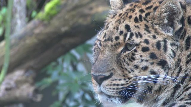 Close up of rare, Amur leopard.