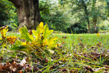 Woodland scene at the start of autumn