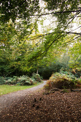 Woodland scene at the start of autumn