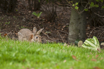 Rabbit eats a food on grass