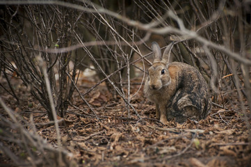 Rabbit sitting under branches of bush