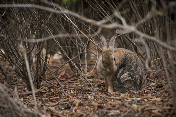 Rabbit sitting under branches of bush