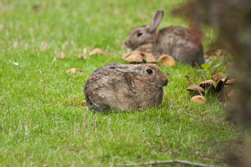 Rabbit sitting on a grass with mushrooms