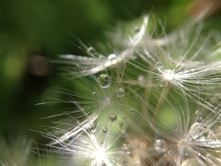 Dandelion seed head
