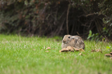 Rabbit sitting on a grass with mushrooms
