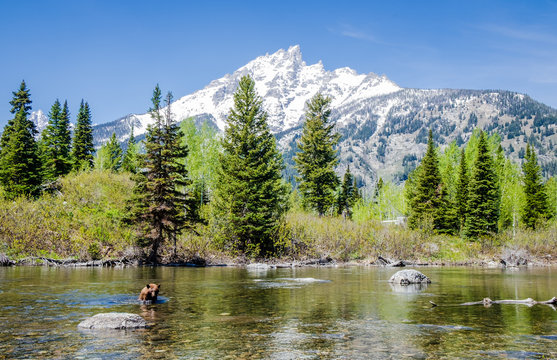 Grand Teton - Grizzly