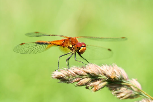Portrait of a dragonfly on a green background.