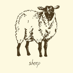 Sheep, Hand drawn vector illustration