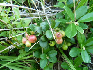 Cranberries