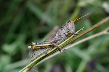 El saltamontes se mueve por las ramas.