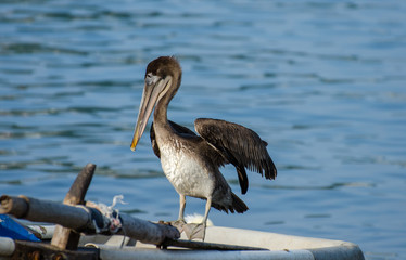 Pelicans at Manzanillo beach. Mexico