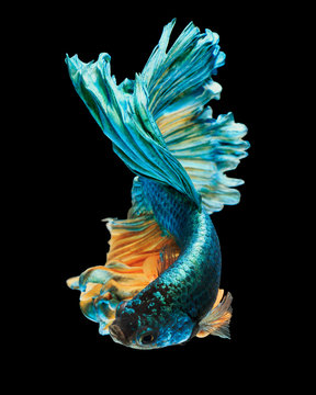 betta fish