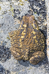Bufo bufo. Top view of common toad with beautiful olive and brown color, over a granite rock, in summer end season.