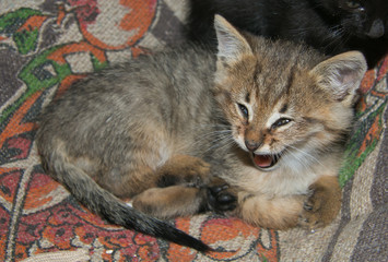 Piccolo gattino tigrato sbadiglia