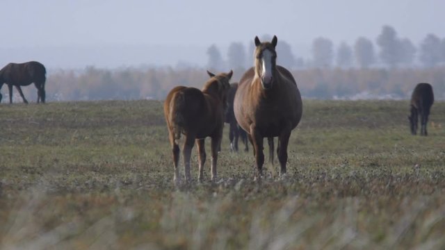 Pasture horses early autumn morning in the field