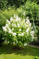 Bush of pink flower hydrangea blooming in the garden