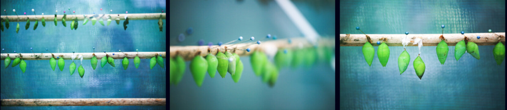 Triptyque de larves de papillons