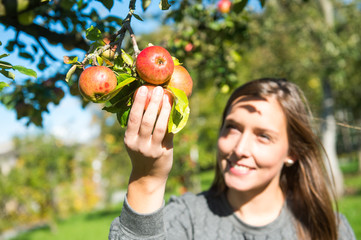 Junge Frau pflückt Äpfel von einem Apfelbaum