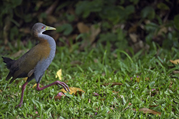 Fototapeta premium Slaty-breasted wood rail on the edge of the forest
