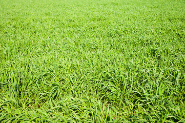 Winter wheat seedlings