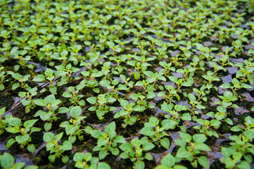 Young plants in greenhouse