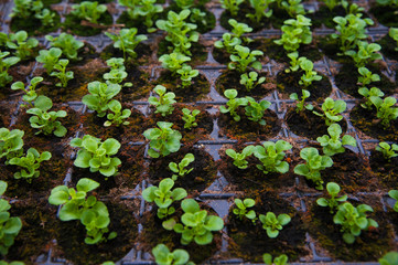 Young plants in greenhouse