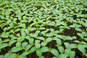Young plants in greenhouse