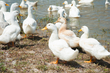 Domestic ducks on a pond