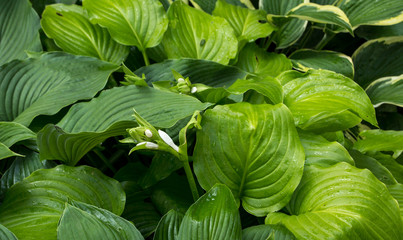 The leaves and flowers of Hosta in summer