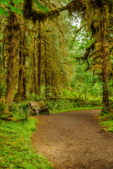 Obraz premium hiking trail and bench with trees covered with moss in the rain Olympic national park, Washington state