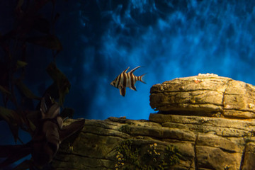 fish in oceanarium in blue depth water
