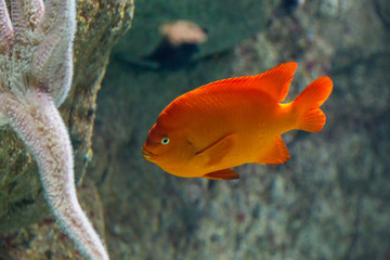 Obraz premium fish in oceanarium in blue depth water